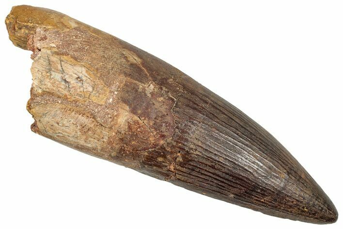 Real Fossil Spinosaurus Tooth - Huge Dinosaur Tooth #351607